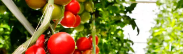 Plans de tomate - secteur agroalimentaire