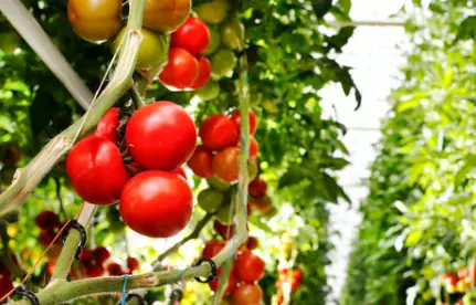 secteur agroalimentaire